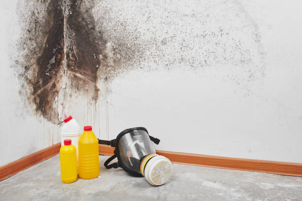 Best Commercial Mold Remediation in Circle Pines, MN