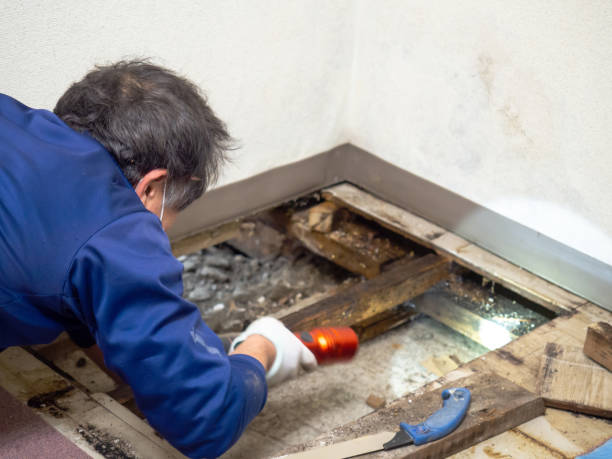 Best Bathroom Mold Remediation in Circle Pines, MN