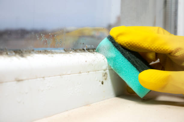 Best Post-Flood Mold Remediation in Circle Pines, MN