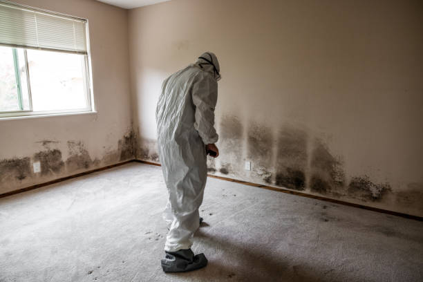 Best White Mold Remediation in Circle Pines, MN