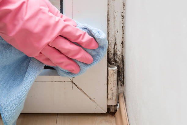 Best Emergency Mold Remediation in Circle Pines, MN