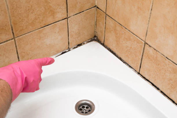 Best Mold Testing and Inspection Services in Circle Pines, MN